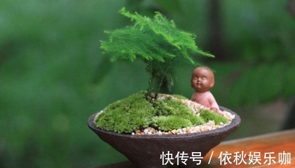 家里万万要养这五种植物,有钱人家中都爱养,难怪身体越住越健康