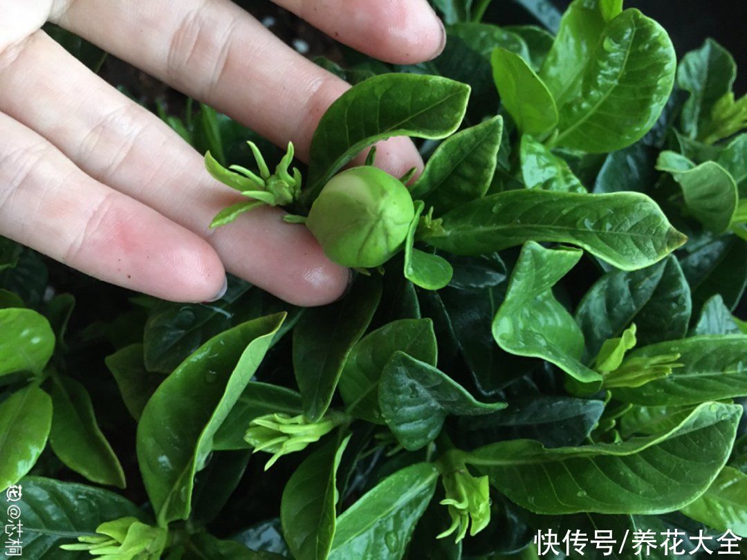 君子兰开完，会有3个“后遗症”，一定要重视