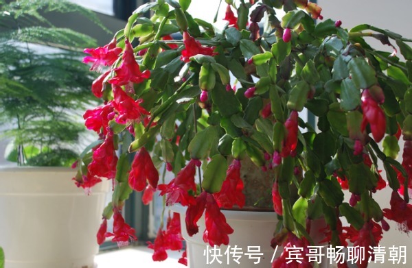 怎么让花期中的蟹爪兰接连开花满足“3要素”开不停