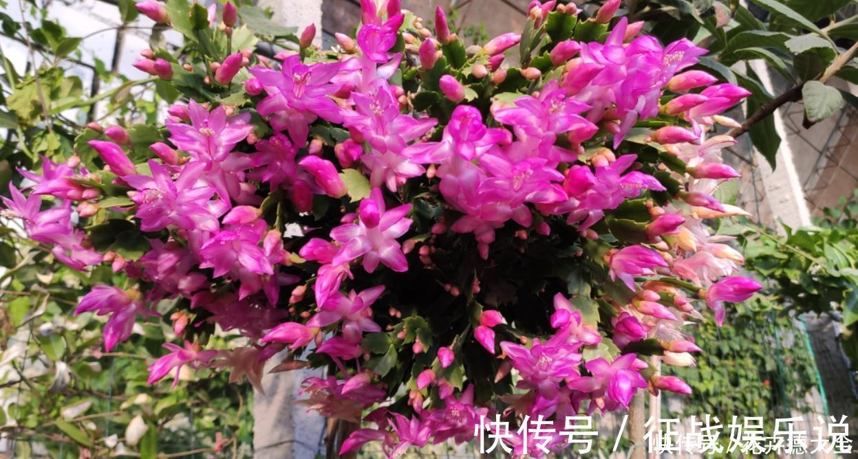 施肥|蟹爪兰二次开花小技巧，好多人都不知道，原来只要简单3步就可以