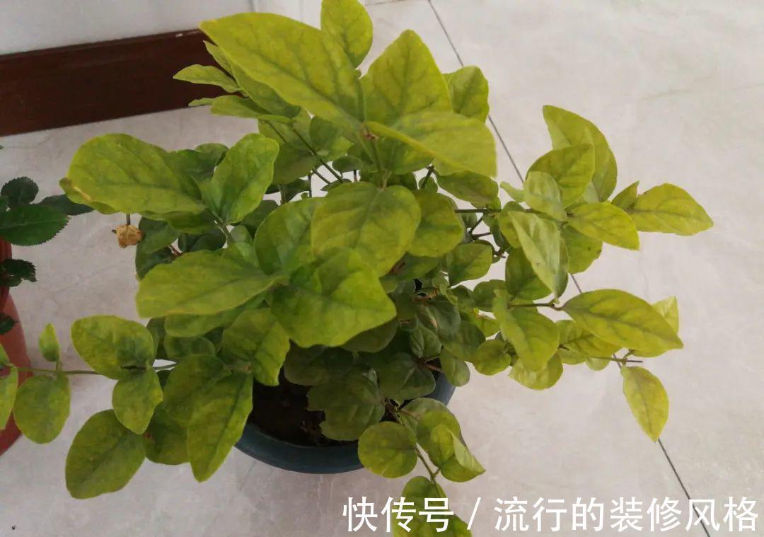 黄叶|养花“黑名单”实在太难养,心累