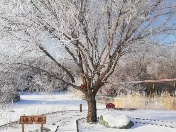  区税务局驻|大雪节气，想和你一起去看雪！一起，慢慢白了头~