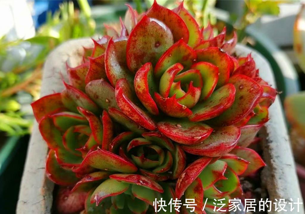 唐印|多肉秋天施点肥，既爆头又上色，但也有些多肉越施肥越丑