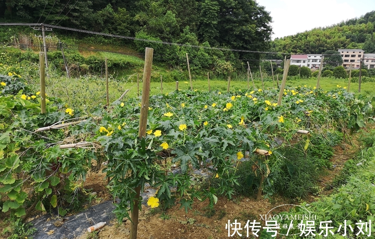 农庄|在小区租了一分菜地,年租金900元,5年到期了,是否还要继续?