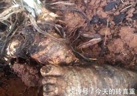 人参|意外挖到人参留念,第二天回看照片,吓出一身冷汗