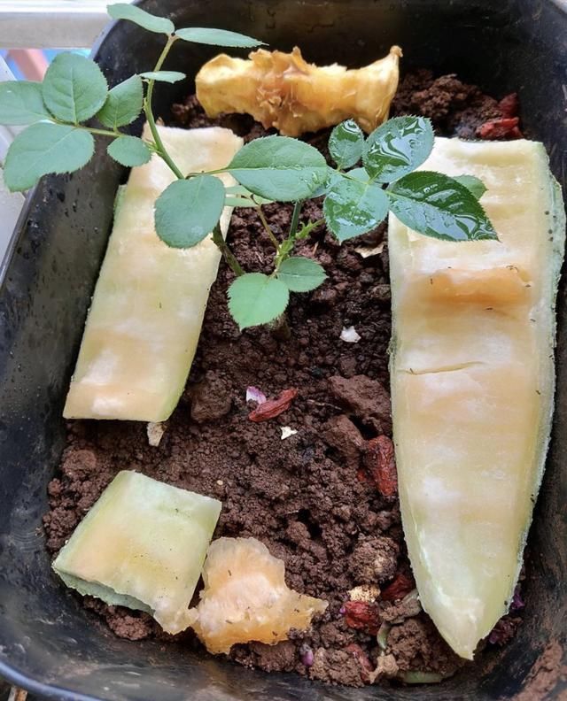 植株|夏天养花,花友们常有的“坏毛病”,难怪花草烂根、黄叶