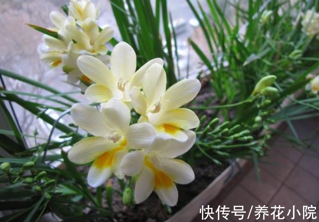 适合冬天养的5种花,好养易活,开花还漂亮