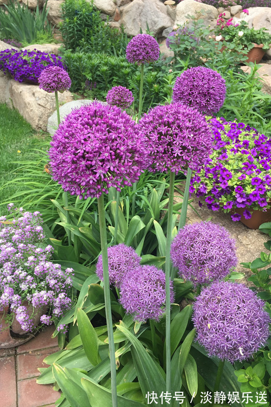 花朵最大的球根花卉,花似大绣球,花期长,养护简单,值得入手!