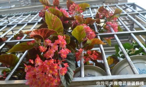 春天养花选它，满树红花，红红火火，一年四季都开花，是盆栽佳品