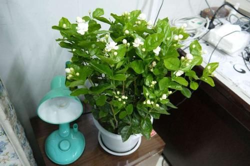 夏天高温，需水量大增的3种花，不浇水死得快