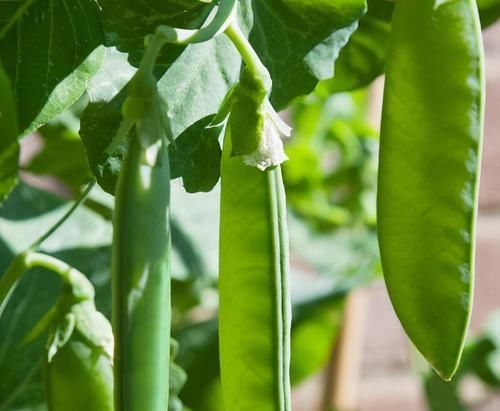 食物|每天晚上堅持吃3種食物，排毒養(yǎng)顏、延緩衰老，早吃早受益！