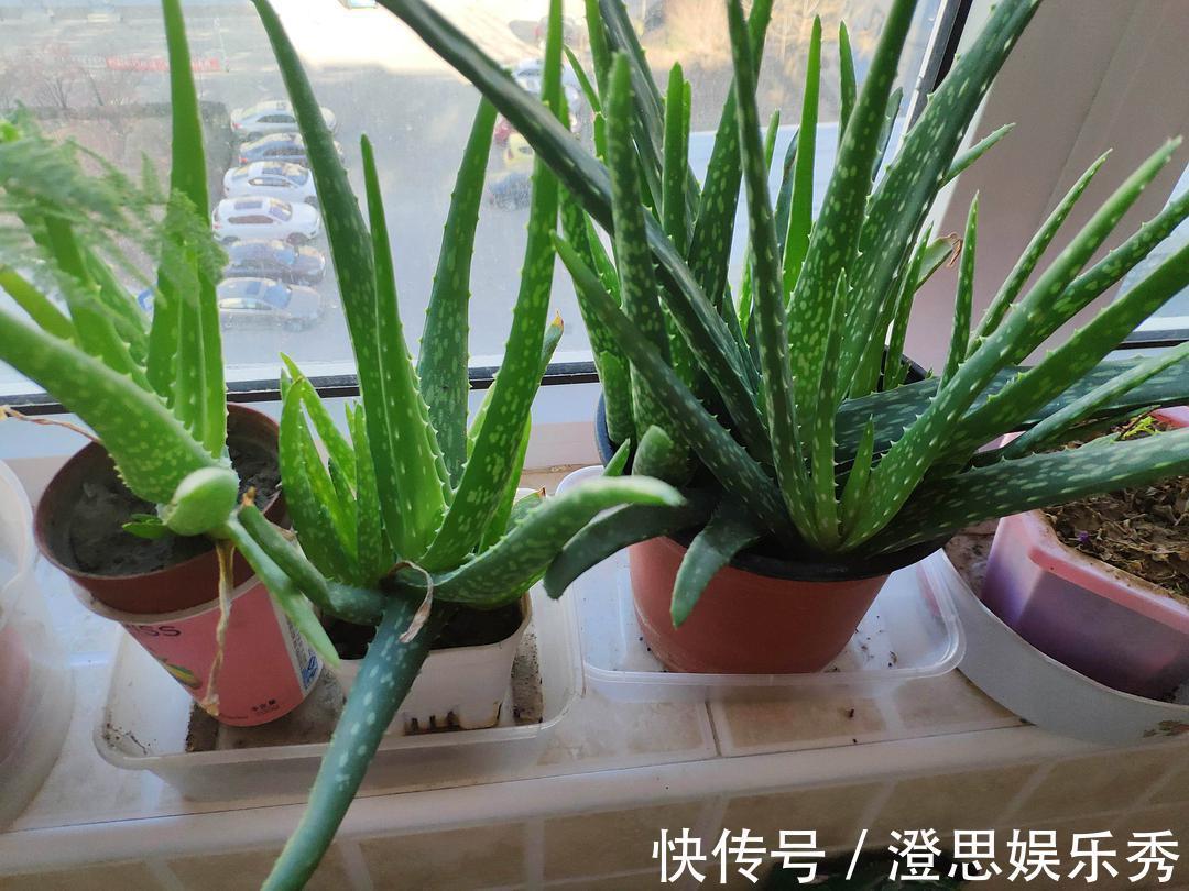 6种花，能养人，高档大气有品味，越养越有“好身体”