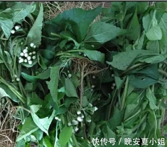 止血|止痛，止血，排石的功用，主治上呼吸道感染，扁桃体炎，咽喉炎