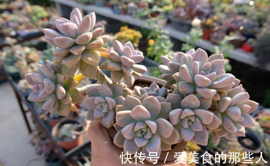 此款多肉短小肥厚，容易爆崽“流出盆”，养成悬崖桩真霸气