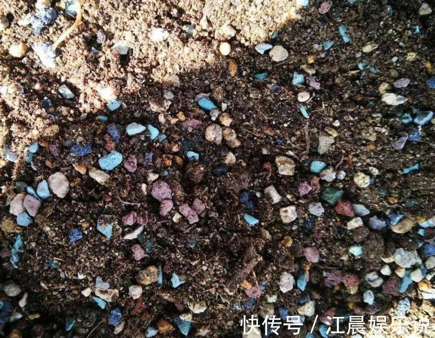 多肉叶子皱皱巴巴别光浇水，多半是伤根该换盆了！