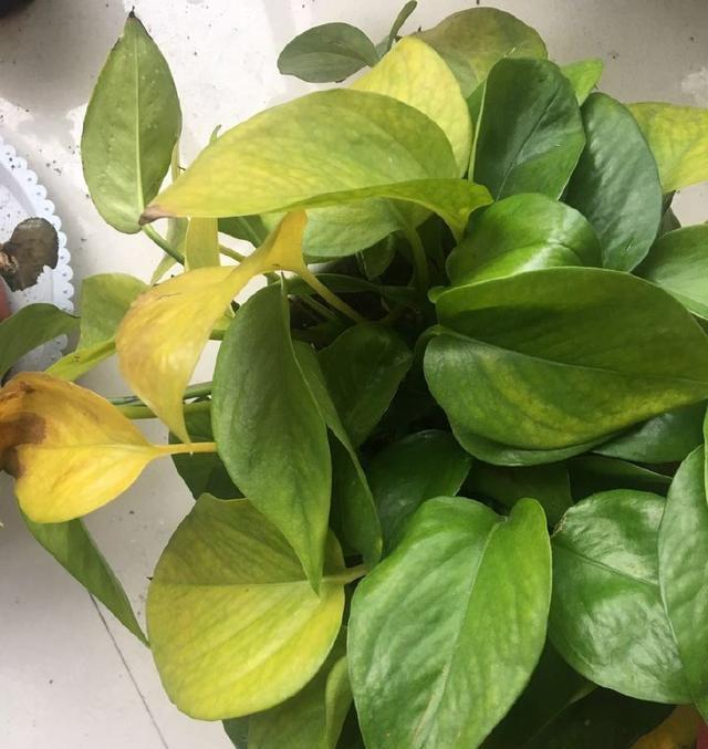 绿萝“越来越黄”，做3步还“有救”，新芽呼呼冒，叶子巴掌大