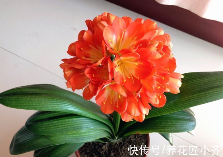 君子兰叶片油绿不开花,其中有3个“关键”,做错一个都不会开花