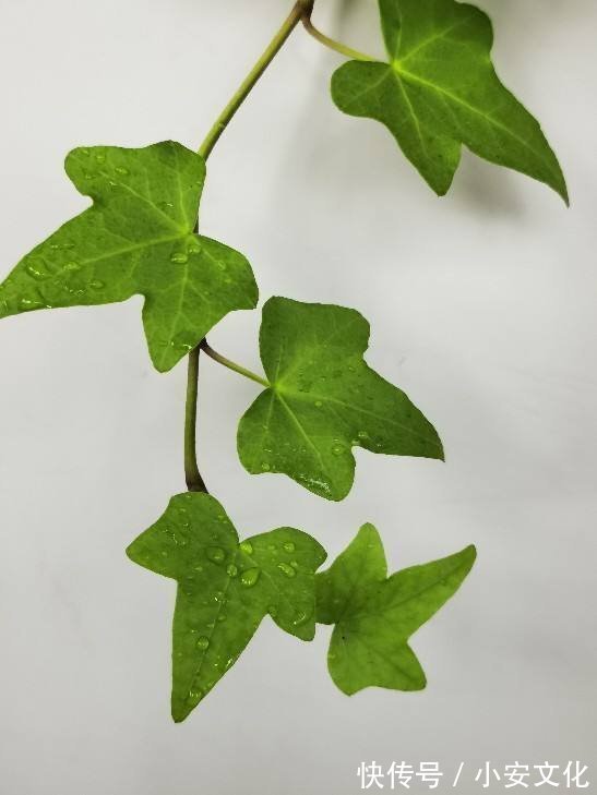 花花|适合放在办公室的花，净化空气一把手，路边三块钱就能买一盆