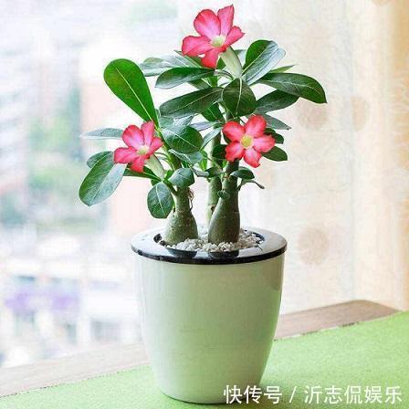 养花乐趣之一就是造型，矮化花卉保证优美造型，几年养出盆景