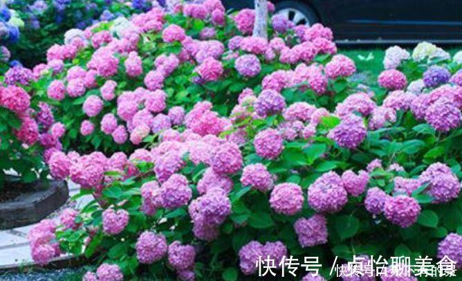 几款花是爆盆能手，开起花来拦不住，净化空气，家中必备