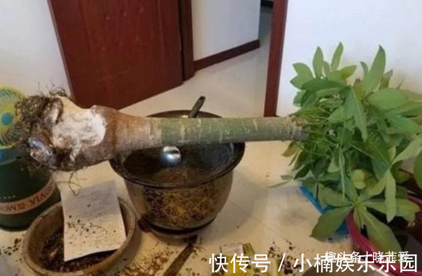 容易被水浇死的“14种花”，手太勤反而养不活