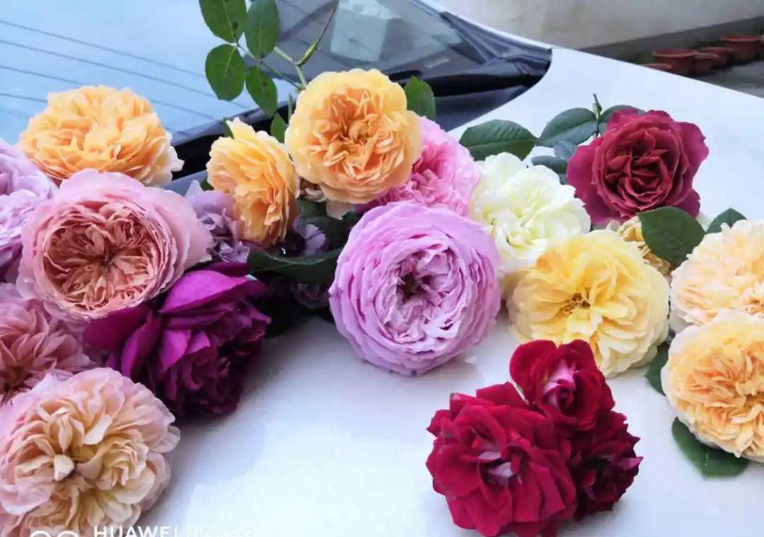 种花|8种花赶紧剃头,剃得越狠,开花越多