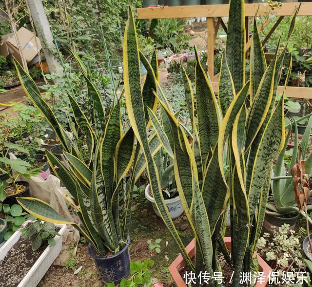 沙质性|虎皮兰叶片打弯“软塌塌”,4个“毛病”改过来,油绿挺拔直冒芽