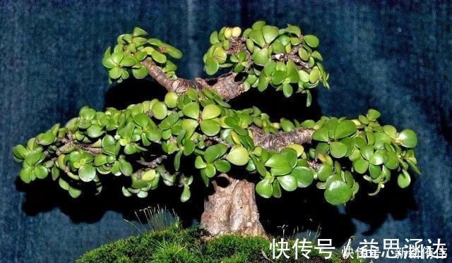 大神养金枝玉叶,每月喂上“1碗汤”,枝粗叶绿,2年成高价老桩