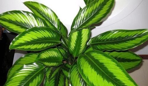 绿萝|什么绿萝、吊兰都不如3种花，室内养一盆，胜过空气净化器