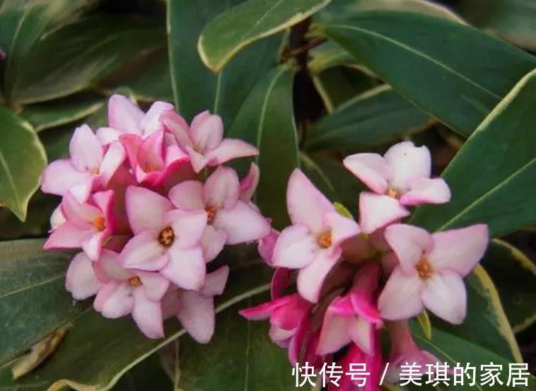 老花匠养了3盆漂亮花，每盆不到十块钱，轻松开出满枝花