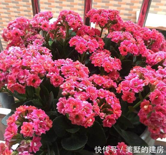 开花期|家里地方小养花别太乱,只需养此4种花,一年四季都在开花