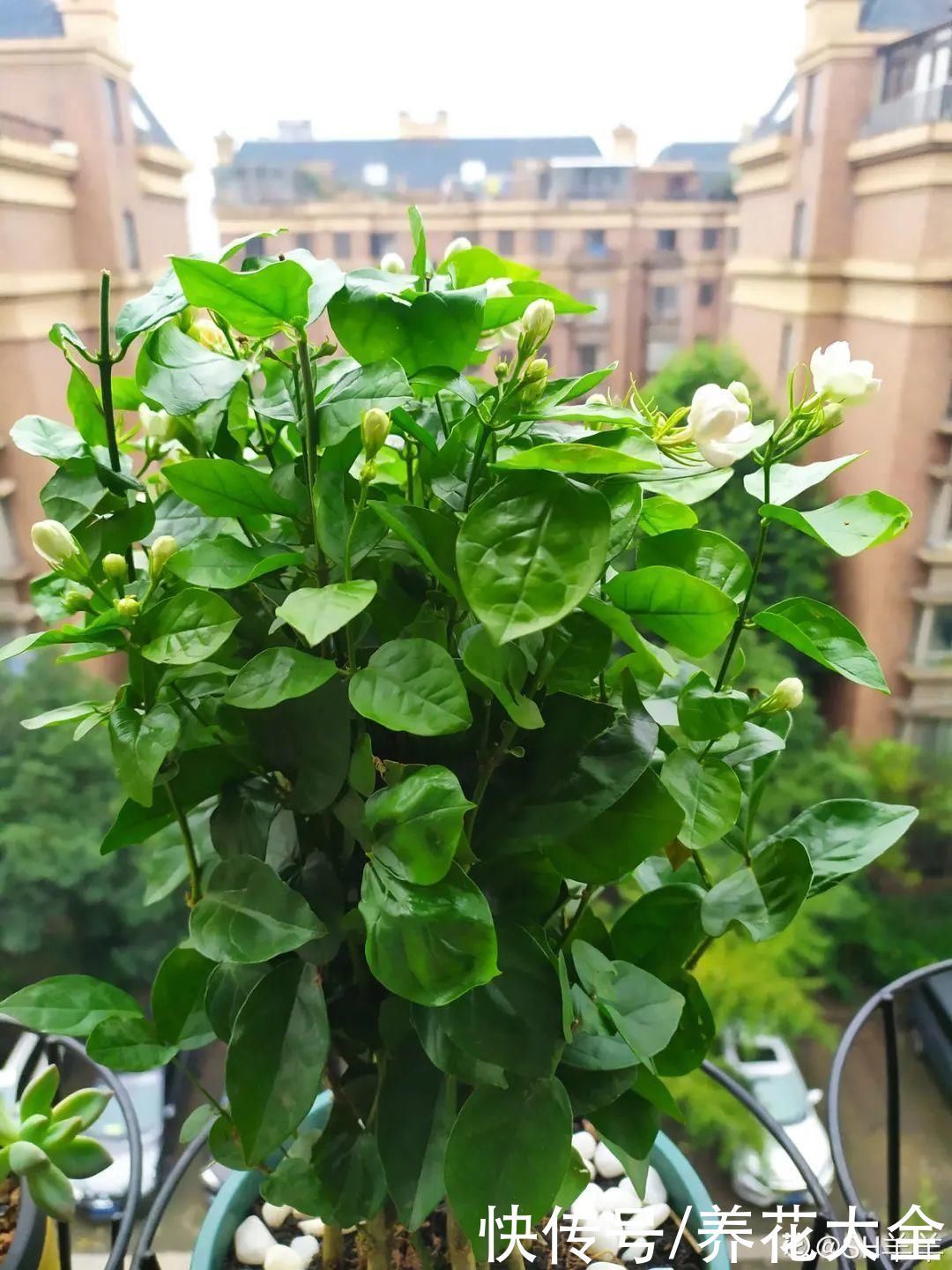 门前不栽竹,门后不留树,老祖宗传下来的养花谚语,特别准