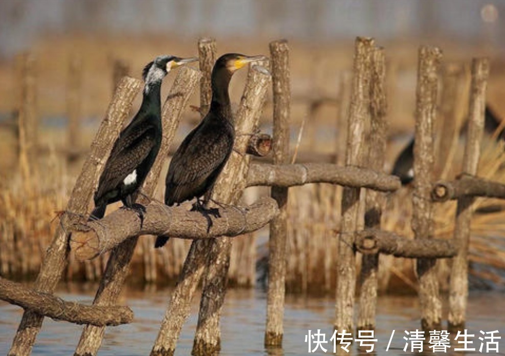 裸鲤|青海湖的难忘历史，3年吃掉7.5万吨，如今湟鱼种群怎么样了？