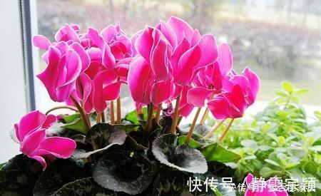 新手|3种花,现在养一盆正当时,叶油绿开花美,新手也能轻松驾驭!