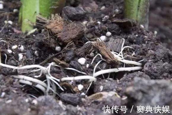 养花就用几种“神器”，花盆不积水，植物涨势好不烂根