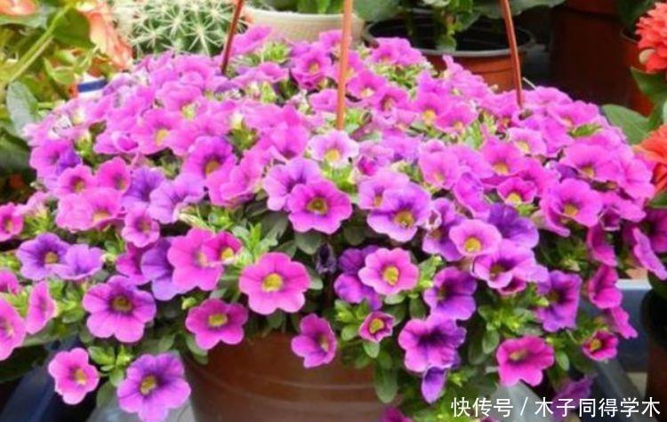 仙气飘飘的几款花卉,迷人的花朵,阵阵花香,优雅迷人