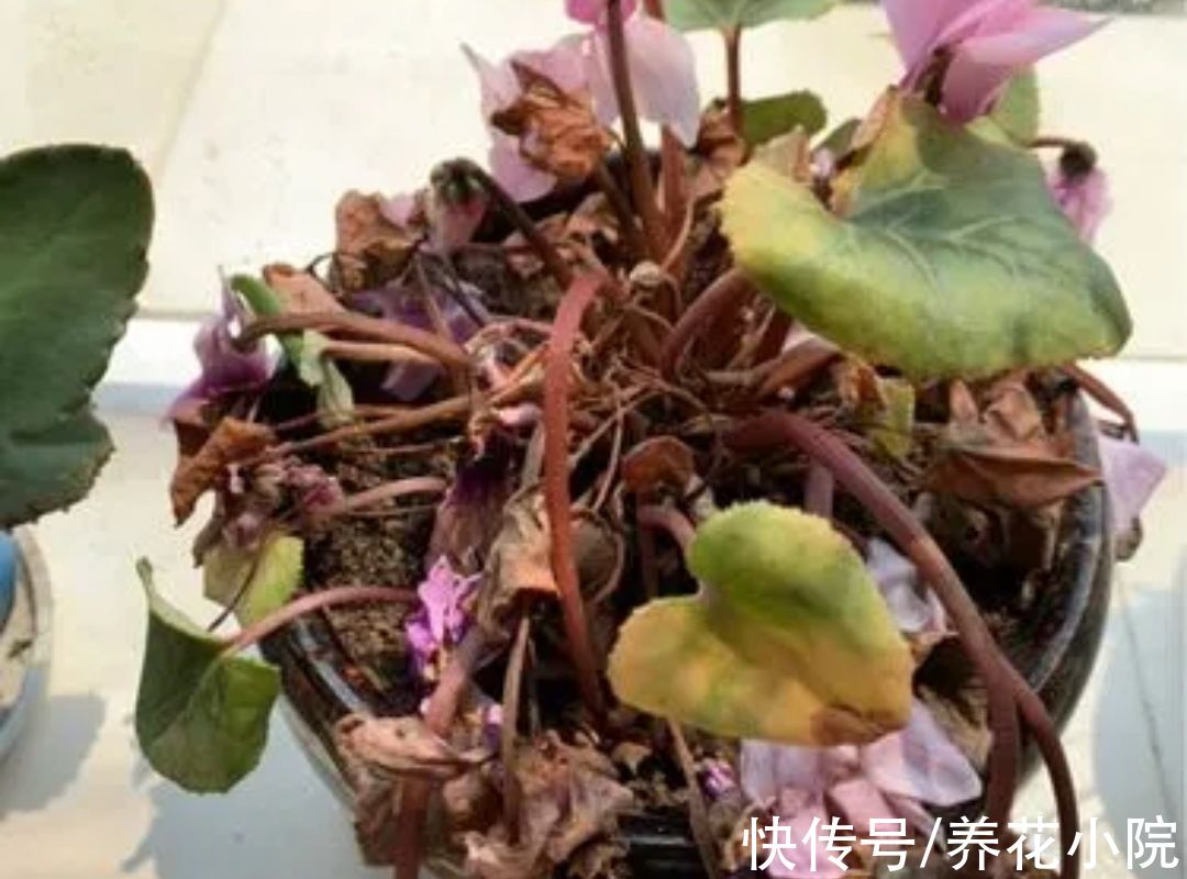 仙客来|3种“漂亮花”，开完花别扔，继续养着，下年还能开花