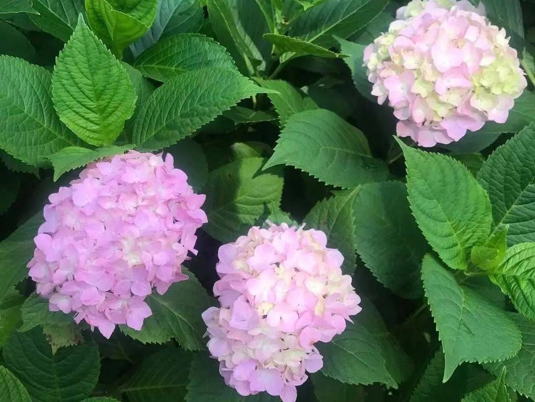 马卡龙|绣球繁花尽绽放 徐汇街头觅“清新”