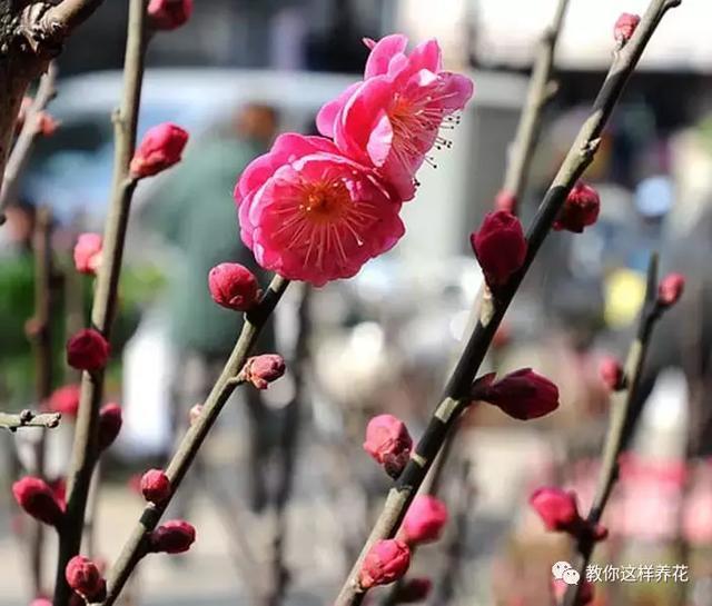 逛街碰到2种花,再喜欢也别买,买了就上当,根本活不了!