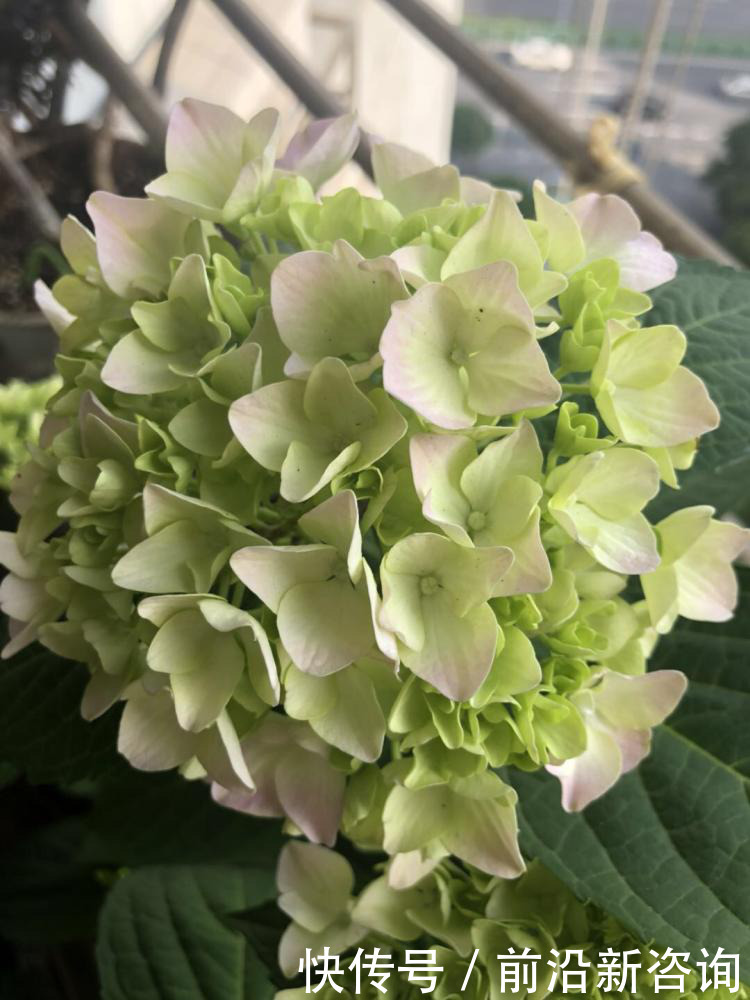 花加|FlowerPlus花加——如何养出满盆的天竺葵