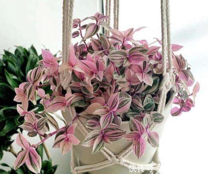 寒冷|寒冷的冬天阳台“冷清”,养5种花,叶子比花美,不开花也漂亮