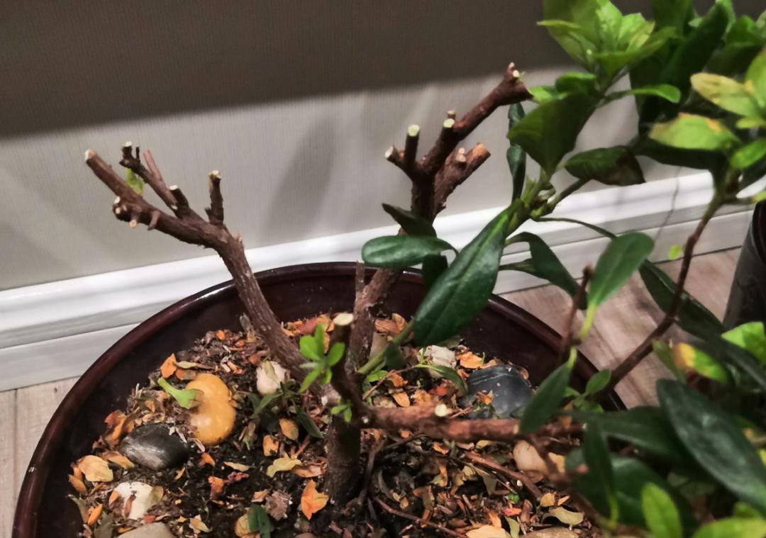 花成了光杆司令，剪一刀撒点药，很快冒新芽