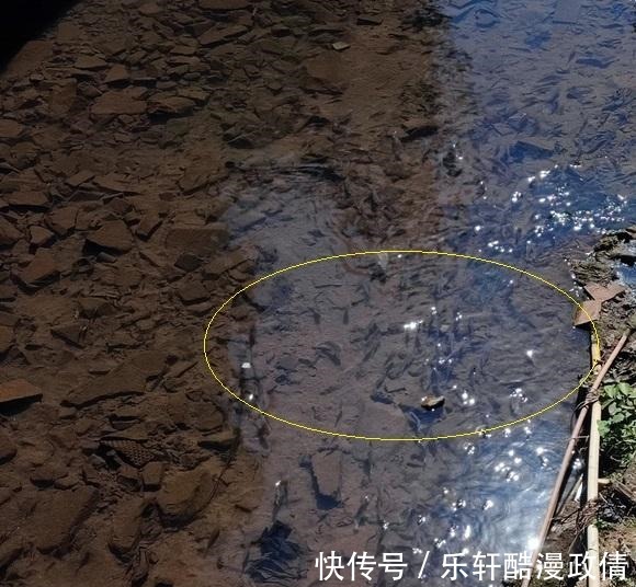 广东惠州巴掌大的罗非鱼,手臂粗的鲶鱼,为啥没人钓