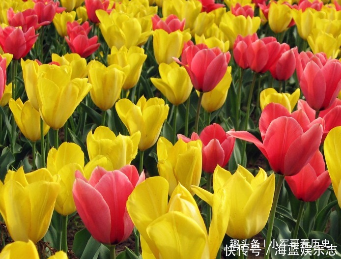 此花是优雅迷人的代表 芬香扑鼻诱人 被誉为 魔幻之花 粉紫色 此花是优雅迷人的代表 芬香扑鼻诱人 被誉为 魔幻之花 粉紫色