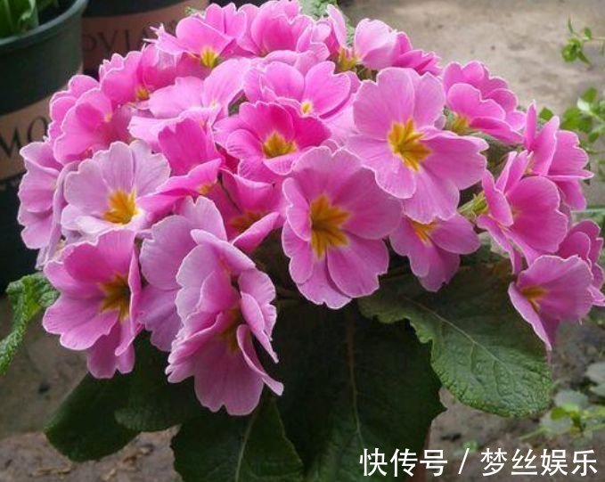 此款花卉,花艳易爆盆,全年开花不断,花开美观又大气