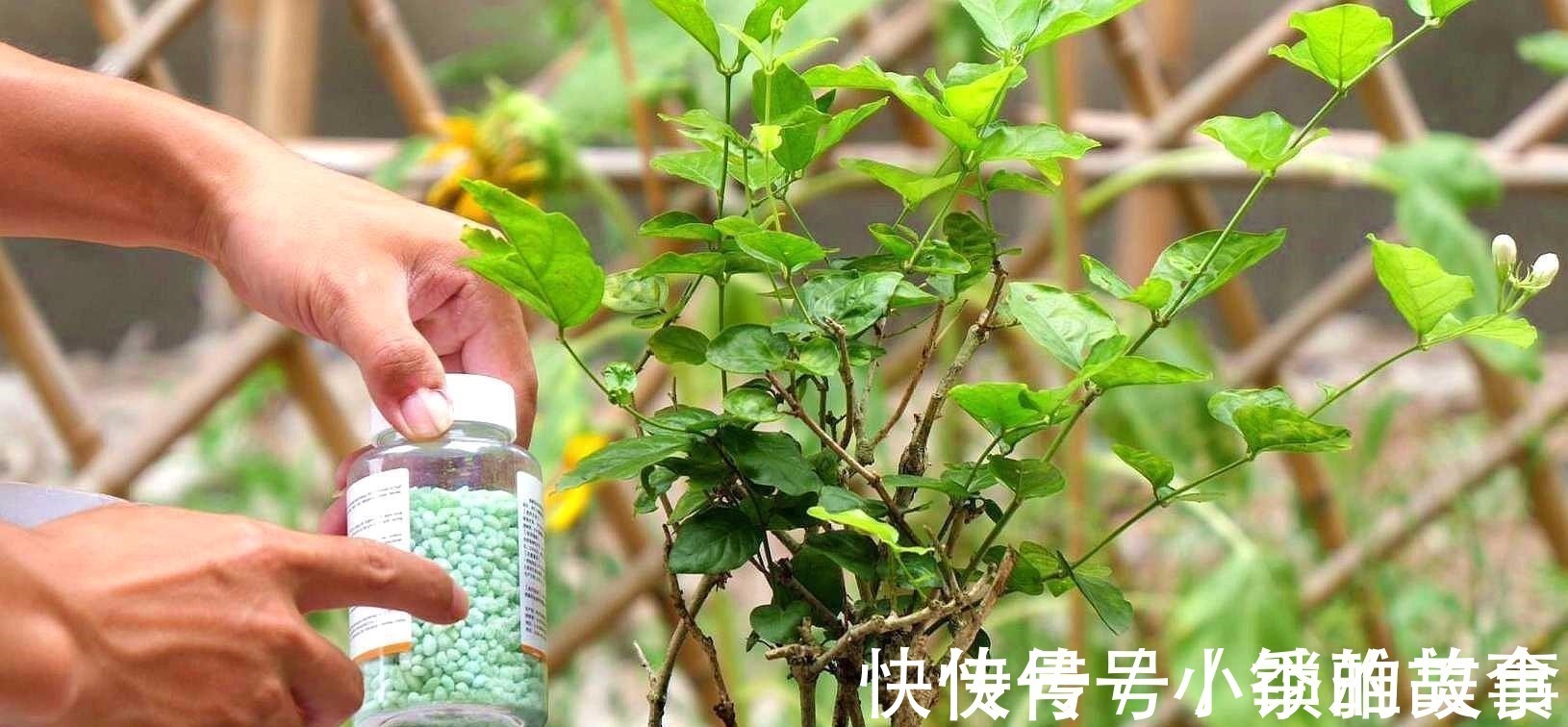 浇水|养茉莉，记住5点“疯狂”，一年开5茬，花开爆盆不是事