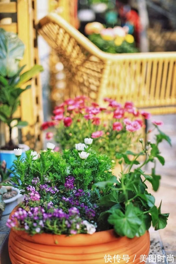 薇月|四年前,接手了朋友带120㎡院子的房子,打造成花园后朋友羡慕了