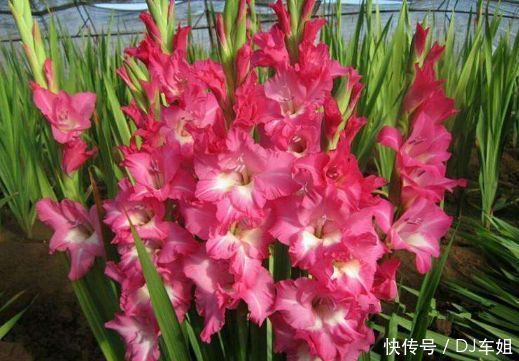 从4月25日开始,家养此款花卉,层层交叠,一年四季开花不断