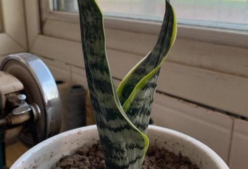 多菌灵|冬天养虎皮兰，盆土长毛咋办？趁早这么干，不然就救不活了