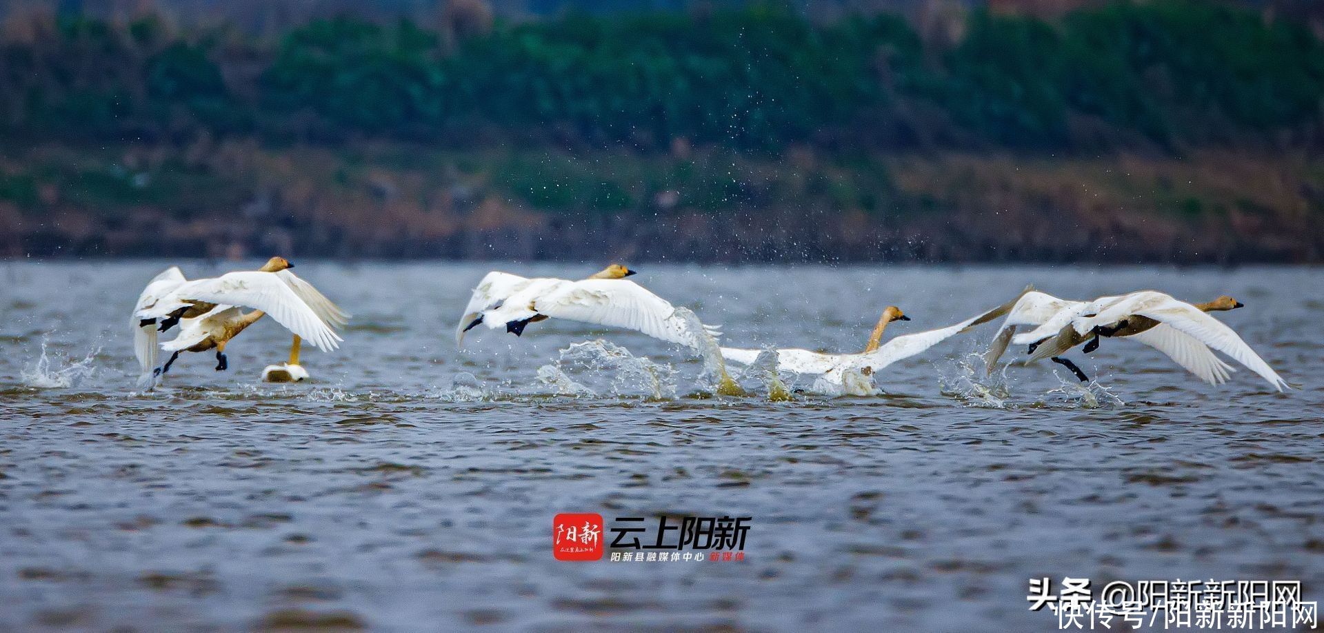 阳新荆头山惊现百雁齐鸣、万鹭同飞壮丽景观